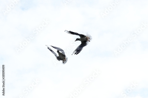 Dramatic Seagull fighting in a cloudy sky