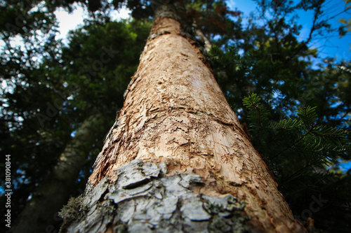 The detail of the bark of the tree infested by bark beetle. 