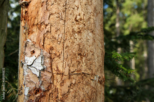 The detail of the bark of the tree infested by bark beetle. 