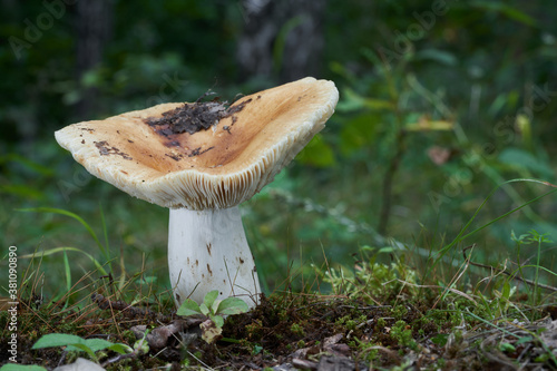 Inedible mushroom Russula subfoetens in the birch forest.  Wild mushroom with yellow cap and white stem growing in the moss. photo