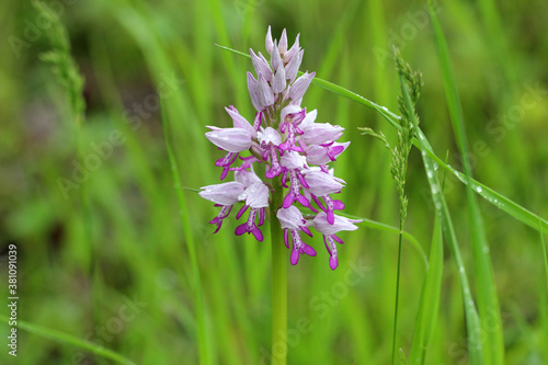 Closeup of blooming orchis simia flowers in a field under the sunlight photo