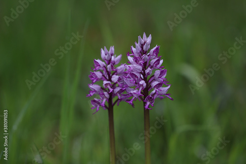 Closeup of blooming orchis simia flowers in a field under the sunlight photo