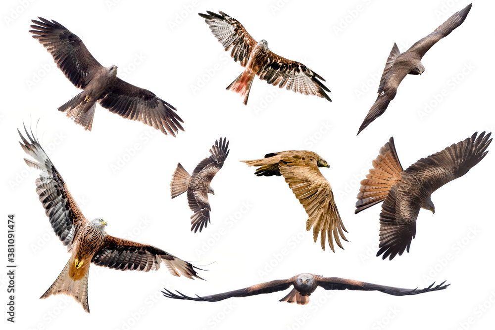 Obraz premium Selection of isolated kites in flight with fully open wings on white background