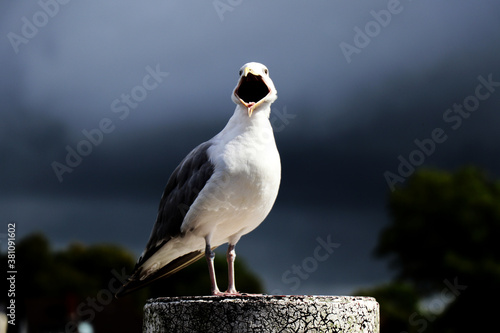 Bild auf Leinwand Seagull with open beak - blurred background