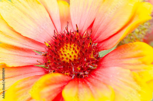 Fototapeta Naklejka Na Ścianę i Meble -  Close up view of a gaillardia flower with vibrant red and yellow colours