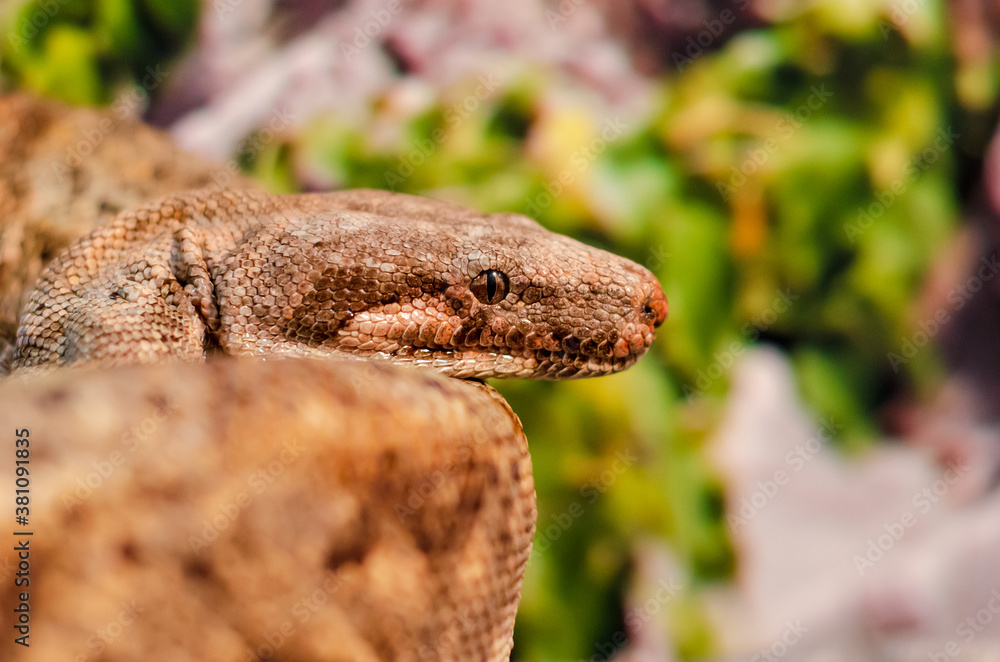 The boa constrictor (Boa constrictor), also called the red-tailed boa or the common boa The boa constrictor (Boa constrictor), also called the red-tailed boa or the common boa
