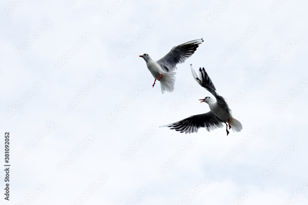 Obraz premium Dramatic Seagull fighting in a sky