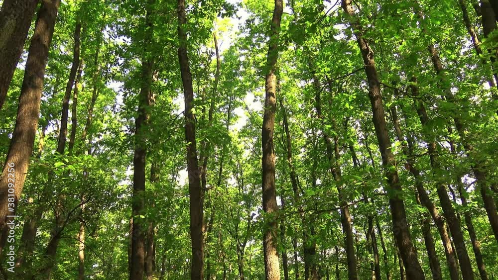 Beautiful oak forest in springtime from Hungary Beautiful oak forest in springtime from Hungary