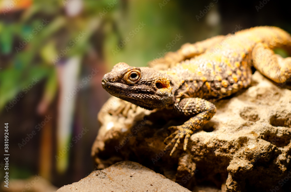Close-up of The Painted Dragon (Laudakia stellio brachydactyla). One or two species of Agama can be found in Europe. Close-up of The Painted Dragon (Laudakia stellio brachydactyla). One or two species of Agama can be found in Europe.