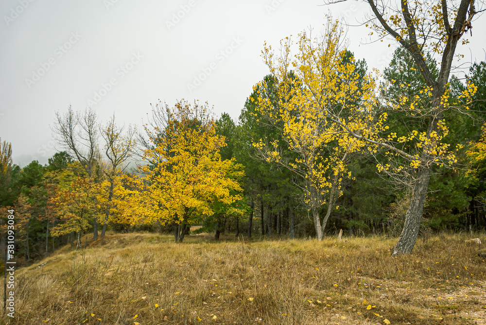 Forest landscape of Cuenca province in autumn. Spain