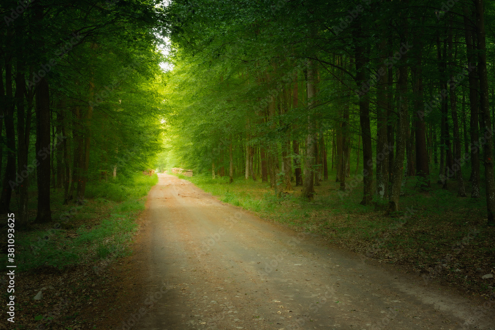 Fototapeta premium Green forest and the road to the light