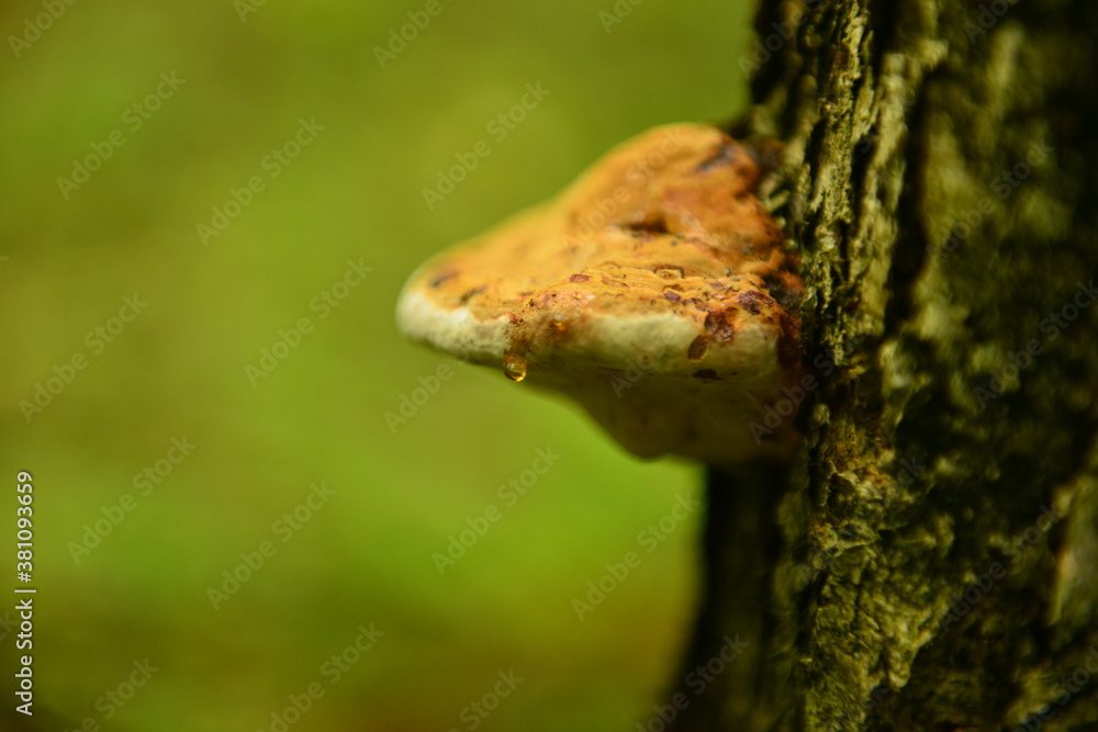 Fototapeta premium A mushroom is quietly crying on a tree ...