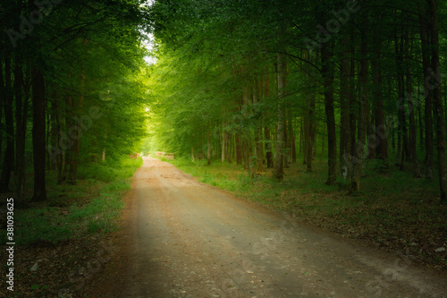 Green forest and the road to the light