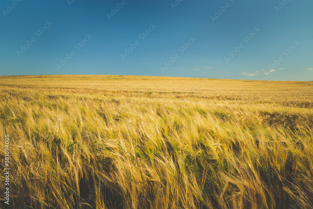 Ears of barley, horizon and blue sky