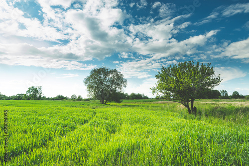 Trees on a green meadow and white clouds on a blue sky