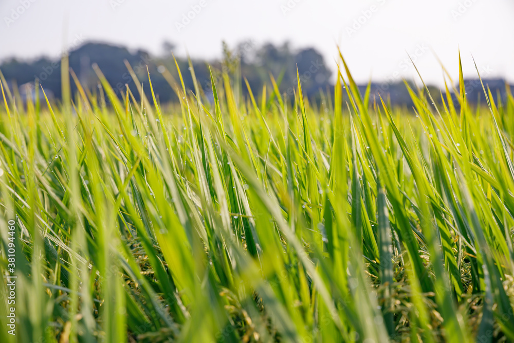 Fototapeta premium 太陽の光を浴びた稲穂