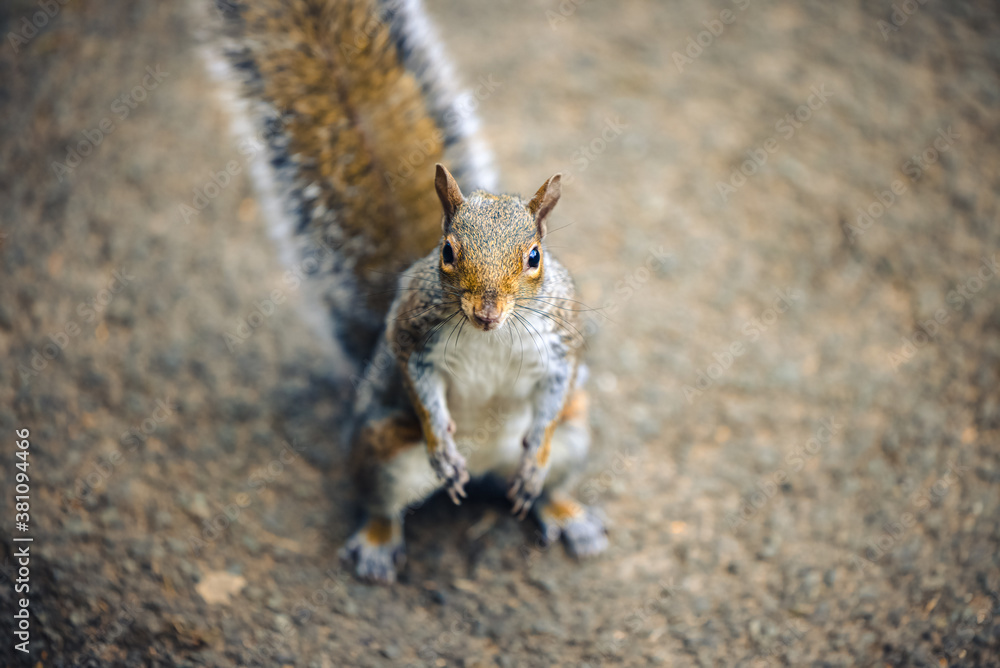 Naklejka premium A squirrel looks up at the camera