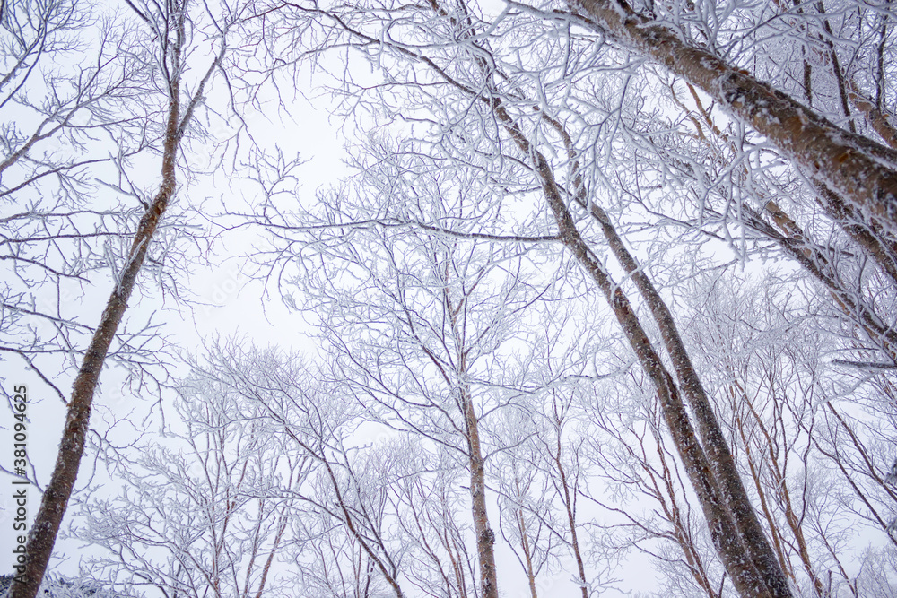 雪が積もった樹林帯 雪が積もった樹林帯