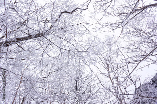 雪がついた木の枝
