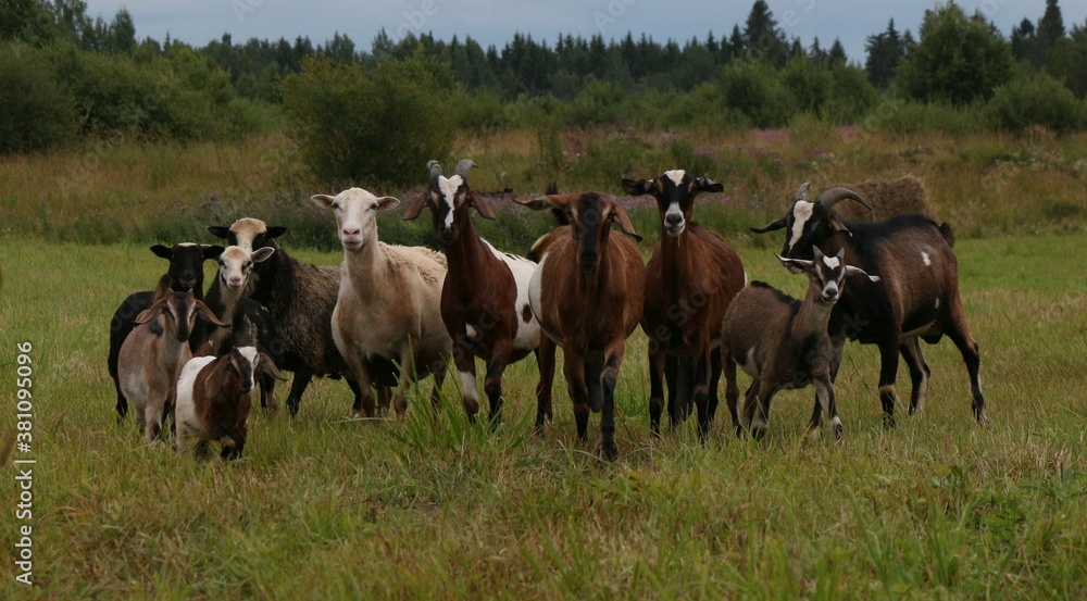 Herd of farm animals - goats with goatlings, sheeps with lambs - in the pasture against the background of the forest