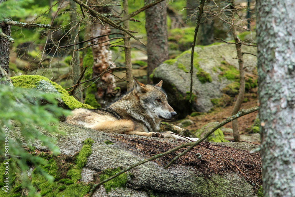 The portrait of wolf in Czech Republic in his natural habitat in a protected national area in southern Bohemia called Šumava. The portrait of wolf in Czech Republic in his natural habitat in a protected national area in southern Bohemia called Šumava.