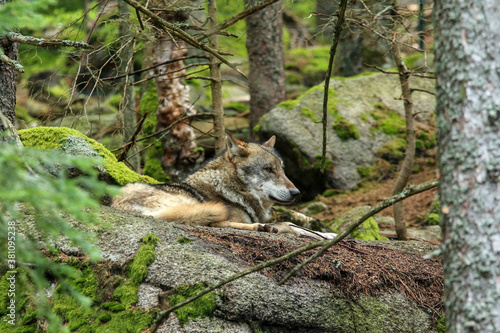The portrait of wolf in Czech Republic in his natural habitat in a protected national area in southern Bohemia called Šumava. 