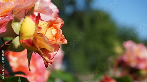 red and yellow flowers