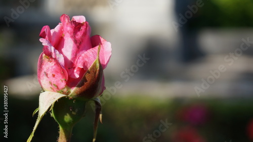 pink and white tulip