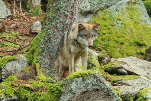 The portrait of wolf in Czech Republic in his natural habitat in a protected national area in southern Bohemia called   umava. 