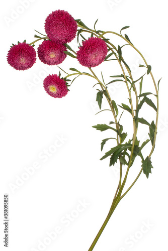 china aster flower isolated