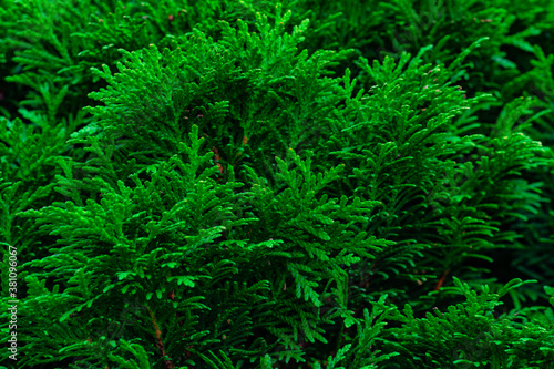 Thuja Occidentalis