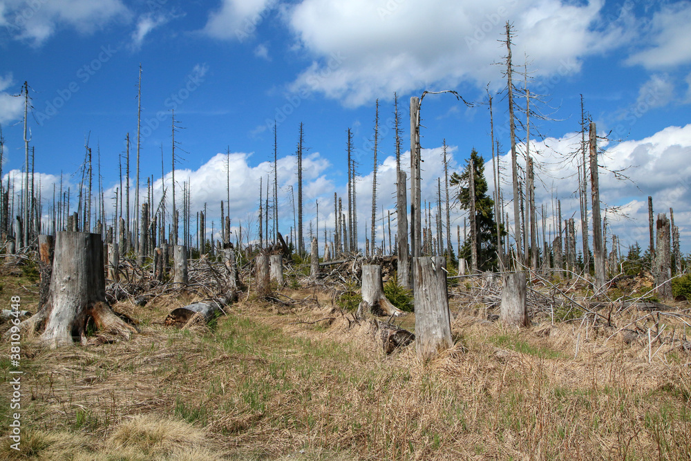The forest damaged by the hurricane and left to revitalize The forest damaged by the hurricane and left to revitalize