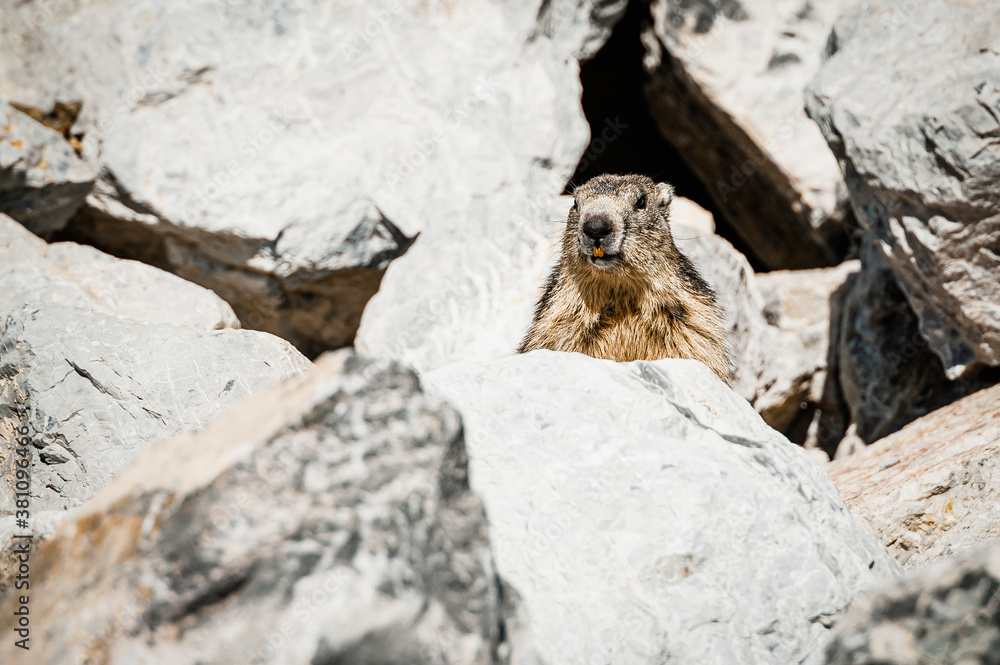 Adorable marmotte sortant de son terrier dans les rocheuses alpines Adorable marmotte sortant de son terrier dans les rocheuses alpines