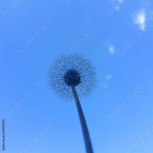 Wallpaper Mural dandelion against blue sky Torontodigital.ca