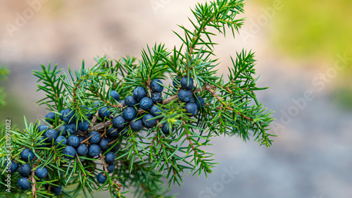 Foto CLoseup Common Juniper branch with fresh blue berries