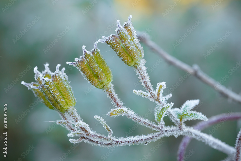 Frost beautifully frames the plants in the early autumn morning Frost beautifully frames the plants in the early autumn morning