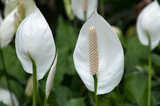Sydney Australia, white flower stems of Spathiphyllum cochlearispathum or peace lily in garden
