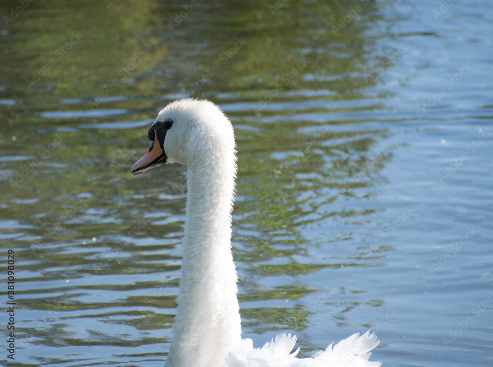 Mute Swan portrait with rippling water in the background. Mute Swan portrait with rippling water in the background.