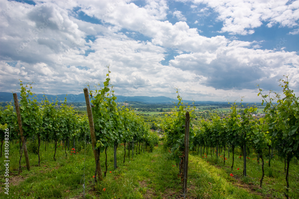 Fototapeta premium Weinbau im Kaiserstuhl / Baden-Württemberg / Deutschland