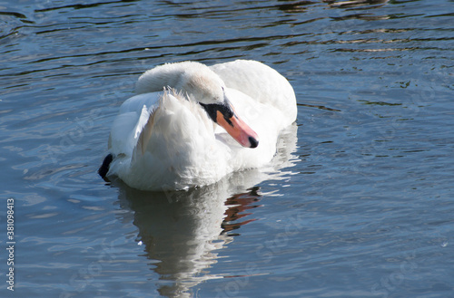 A single graceful mute swan, swimming alone in a peaceful pool of rippled water, with a reflection. 