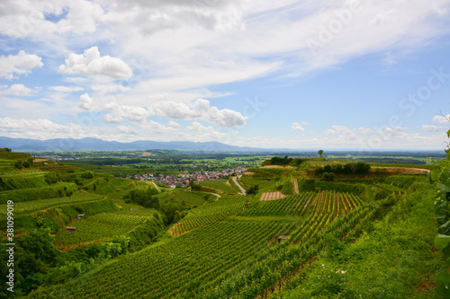 Ihringen im Kaiserstuhl - Weinbau   Baden-W  rttemberg   Deutschland