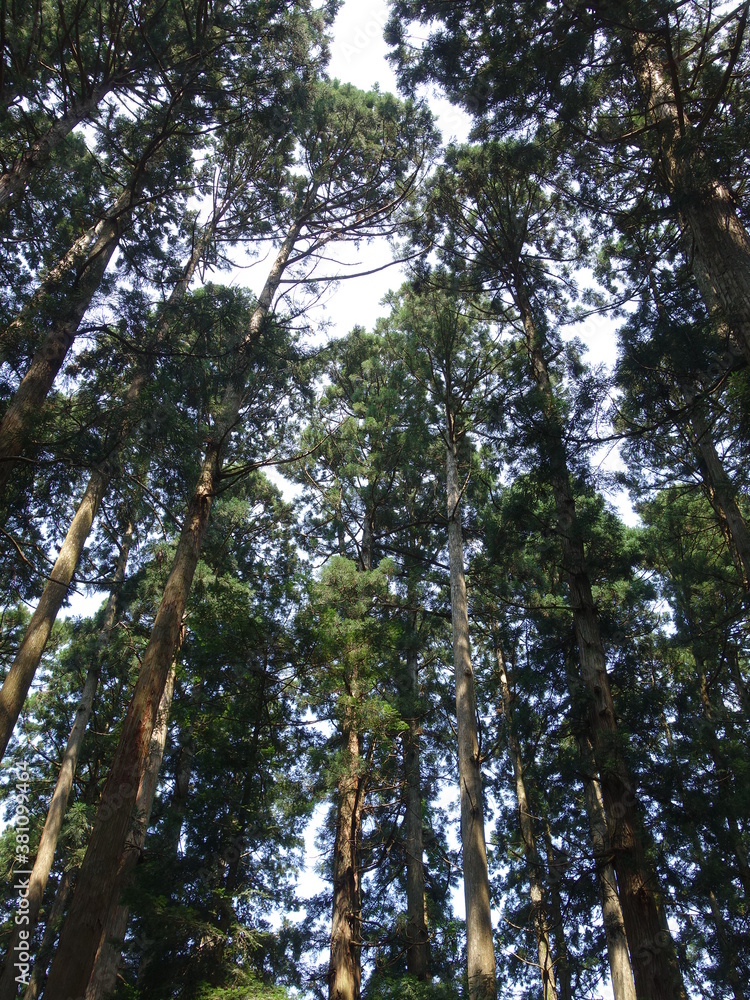 森の木々を見上げる 森の木々を見上げる