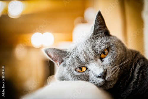 Canvastavla Portrait d'un magnifique chat gris de race chartreux à la maison