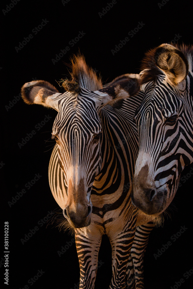 Fototapeta premium Zebra couple with black background at sunset