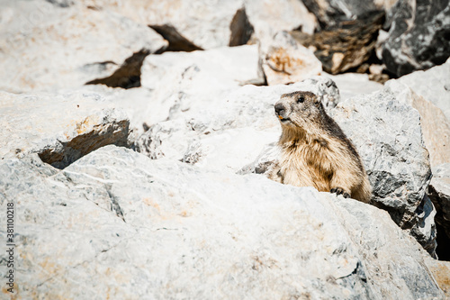 Adorable marmotte sortant de son terrier dans les rocheuses alpines © PicsArt
