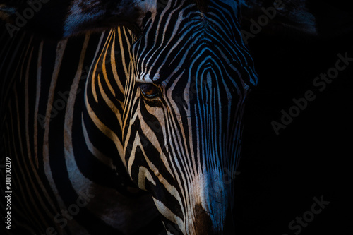 Close-up of a zebra with black background at sunset