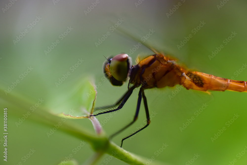 Fototapeta premium Close up dragonfly in background.