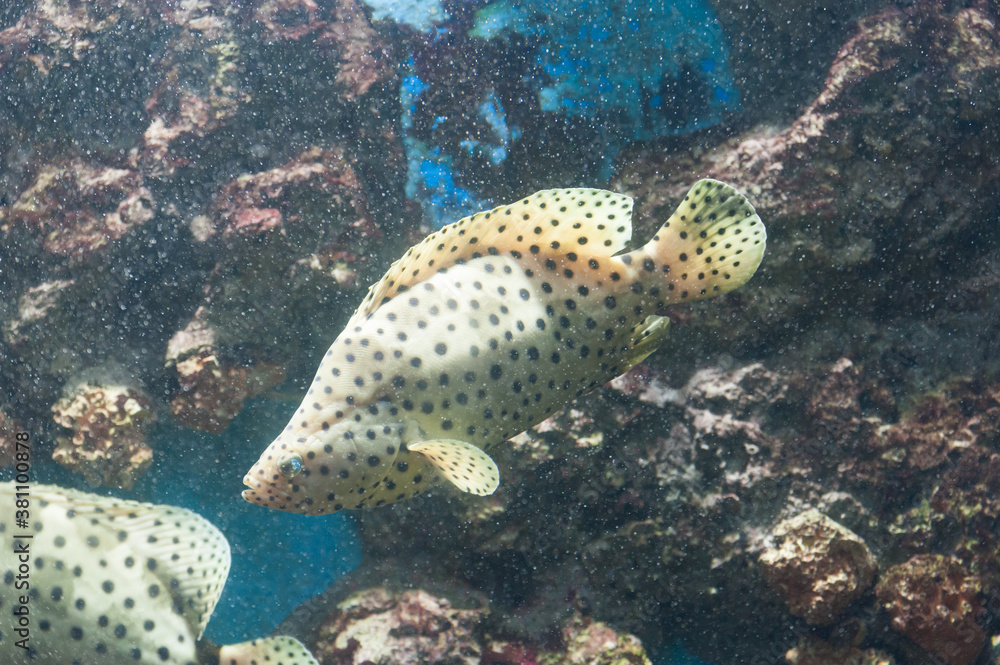 Fototapeta premium Beautiful fish under the sea.