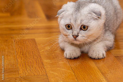 A little light grey Scottish Fold - a breed of domestic cat - in the home interior. Cute pets close up.