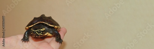 Horizontal poster, banner. Small Malayan snail-eating turtle, the species Malayemys macrocephala sits on a human hand. Beige background. Place for text, logo. Tortoise and people, zoo photo, backdrop  photo